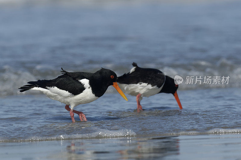 捕牡蛎者(oematopus ostralegus)